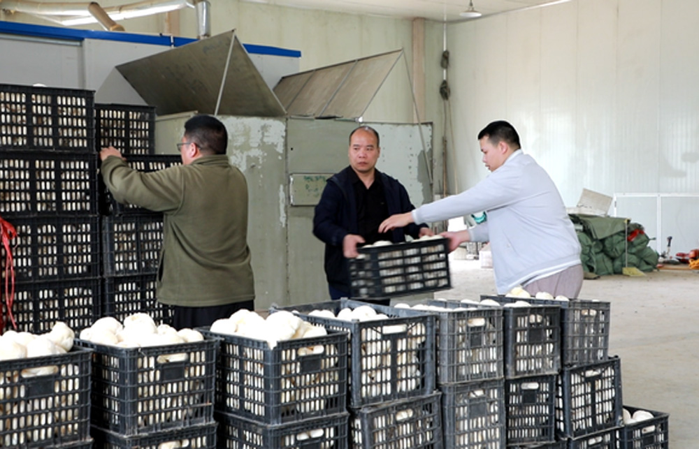 貴州黎平：45萬棒猴頭菇喜豐收